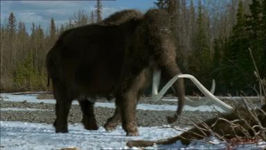 Prehistoric Park 1x2
